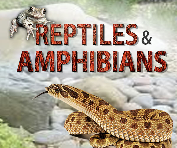 Reptiles & Amphibians