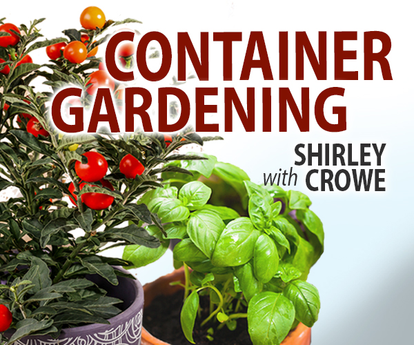 Container Garden
