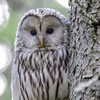 Owl on a tree.